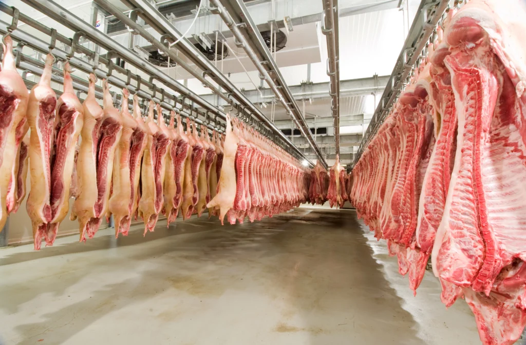Frigorífico com carcaças suspensas em linha de processamento industrial.
